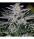 Ocean Grown Cookies  3 u. fem. Dinafem