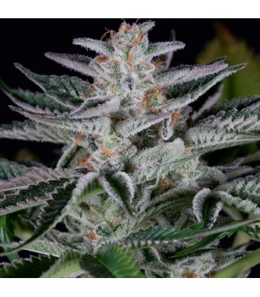 Ocean Grown Cookies  5 u. fem. Dinafem