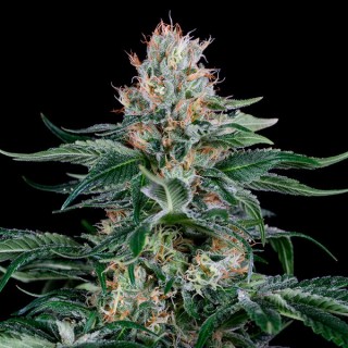 Orange Juice  5 u. fem. Dinafem