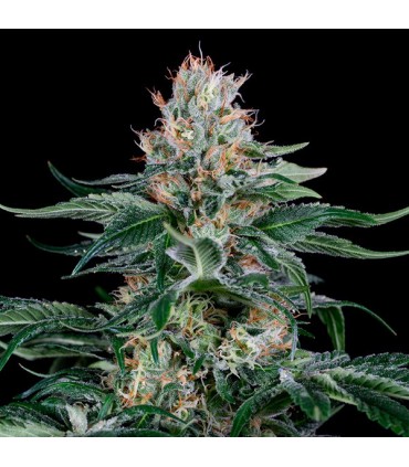 Orange Juice  5 u. fem. Dinafem