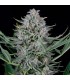 Auto Cookies  3 u. fem. Dinafem