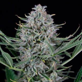 Auto Cookies  3 u. fem. Dinafem