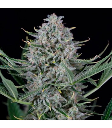 Auto Cookies  3 u. fem. Dinafem