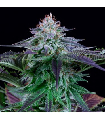 Auto Dinamed Kush CBD fem. Dinafem