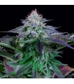 Auto Dinamed Kush CBD fem. Dinafem