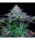 Auto Dinamed Kush CBD  10 u. fem. Dinafem