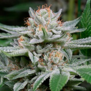 Auto Gorilla  5 u. fem. Dinafem