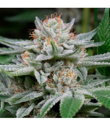 Auto Gorilla  5 u. fem. Dinafem