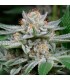 Auto Gorilla  10 u. fem. Dinafem
