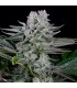 Gorilla CBD fem. Dinafem