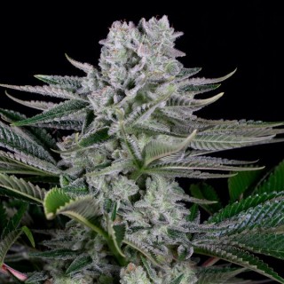 Gorilla CBD   5 u. fem. Dinafem