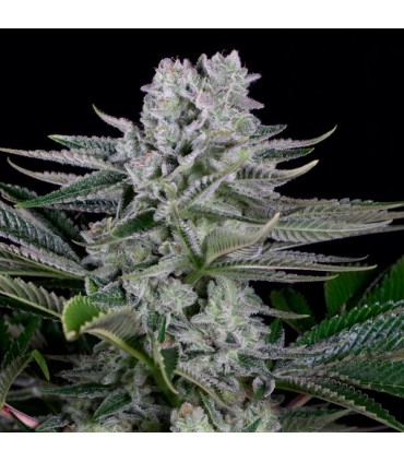 Gorilla CBD  10 u. fem. Dinafem