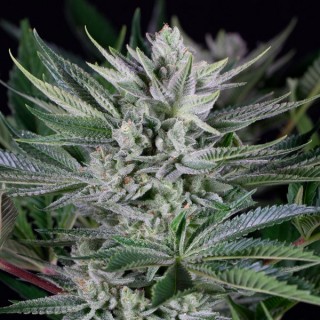 Quick Gorilla  5 u. fem. Dinafem