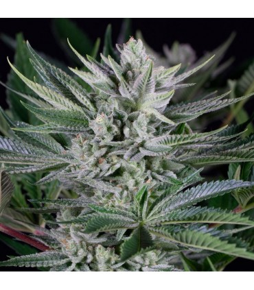 Quick Gorilla  5 u. fem. Dinafem