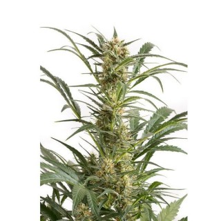 Auto Amnesia XXL 10 u. fem. Dinafem