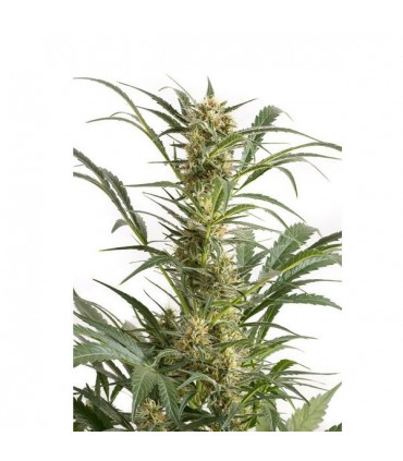 Auto Amnesia XXL 10 u. fem. Dinafem