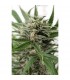Auto Blue Amnesia XXL fem. Dinafem
