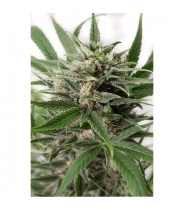 Auto Blue Amnesia XXL fem. Dinafem