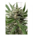 Auto Blue Amnesia XXL fem. Dinafem