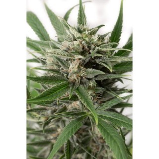 Auto Blue Amnesia XXL  3 u. fem. Dinafem