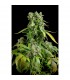 Auto Blue Cheese  5 u. fem. Dinafem