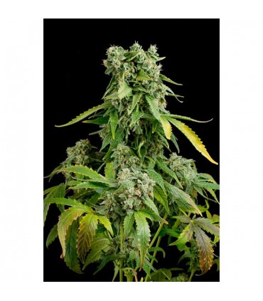 Auto Blue Cheese  5 u. fem. Dinafem