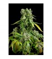 Auto Blue Cheese  5 u. fem. Dinafem