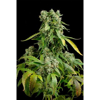 Auto Blue Cheese 10 u. fem. Dinafem