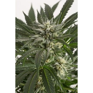 Auto Blue Critical fem. Dinafem