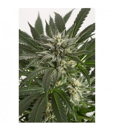 Auto Blue Critical 10 u. fem. Dinafem