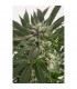 Auto Blue Critical  3 u. fem. Dinafem