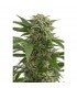 Auto Bubba Kush  3 u. fem. Dinafem