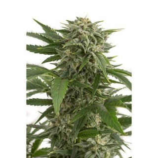 Auto Bubba Kush  5 u. fem. Dinafem