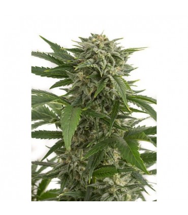 Auto Bubba Kush  5 u. fem. Dinafem