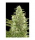 Auto Critical + 10 u. fem. Dinafem