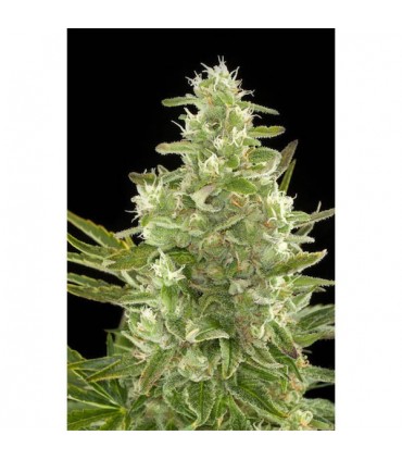 Auto Critical + 10 u. fem. Dinafem