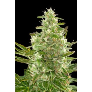 Auto Critical + 2.0 - 10 u. fem. Dinafem