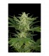 Auto Critical Jack  3 sem. fem. Dinafem