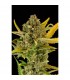 Auto Critical Cheese 10 u. fem. Dinafem