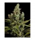 Auto Cheese fem. Dinafem
