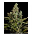 Auto Cheese fem. Dinafem