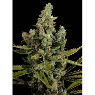 Auto Cheese   3 u. fem. Dinafem
