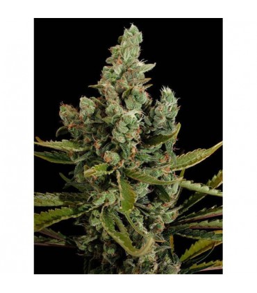 Auto Cheese   5 u. fem. Dinafem