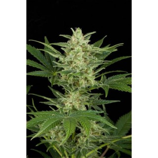 Auto Critical Jack fem. Dinafem