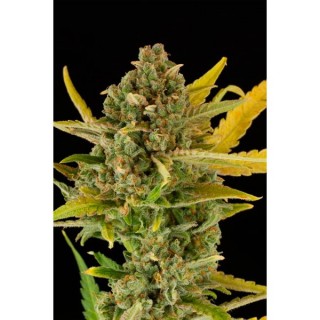 Auto Critical Cheese  3 u. fem. Dinafem