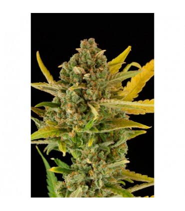 Auto Critical Cheese  3 u. fem. Dinafem