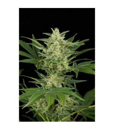 Auto Critical Jack 10 u. fem. Dinafem