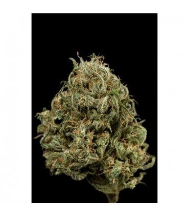 Auto Cheese XXL  3 u. fem. Dinafem