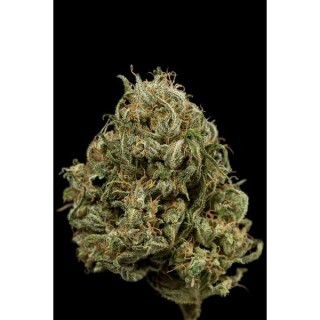 Auto Cheese XXL  5 u. fem. Dinafem