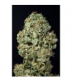 Auto Dinamex  3 u. fem. Dinafem